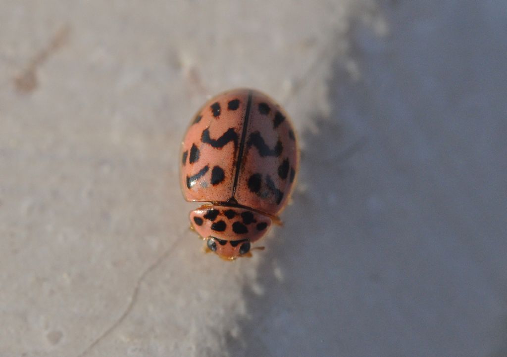 Coccinellidae: Oenopia conglobata