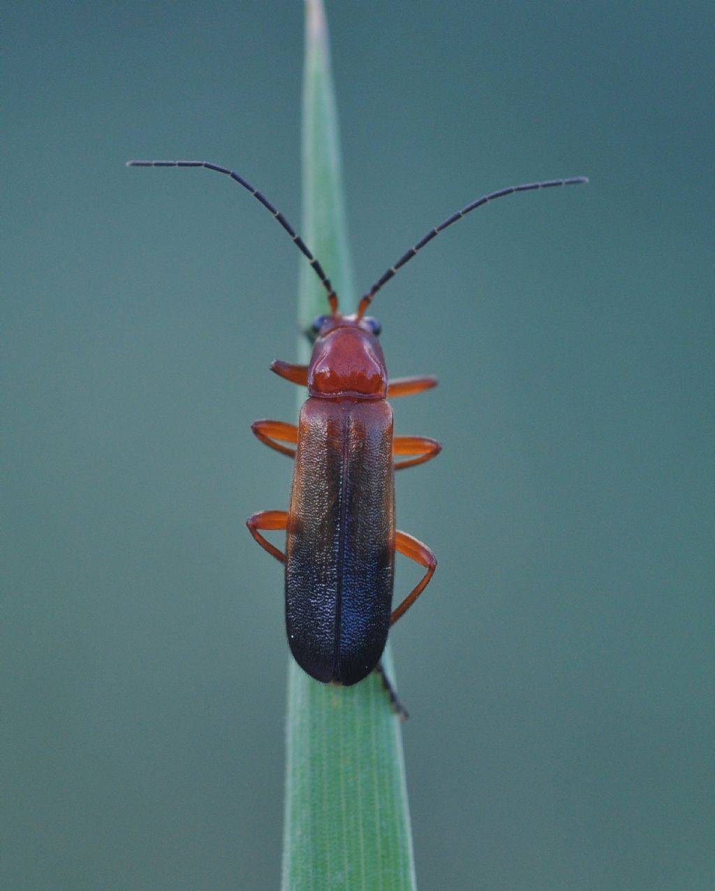 Cantharidae: Rhagonycha fulva