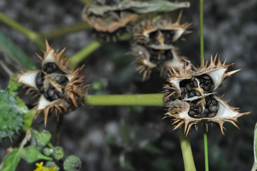 Datura stramonium  (Solanaceae)