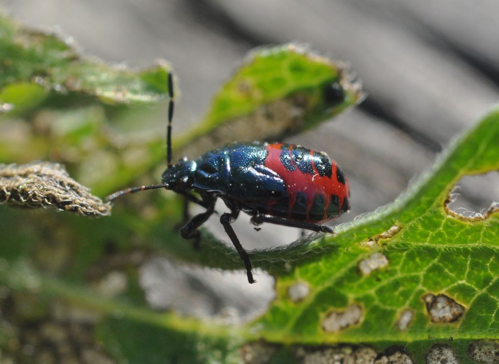 Pentatomidae: ninfa di Zicrona caerulea