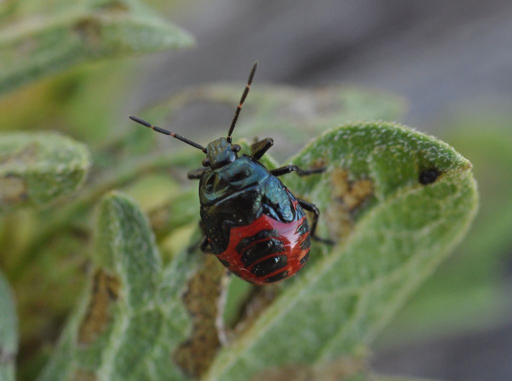 Pentatomidae: ninfa di Zicrona caerulea