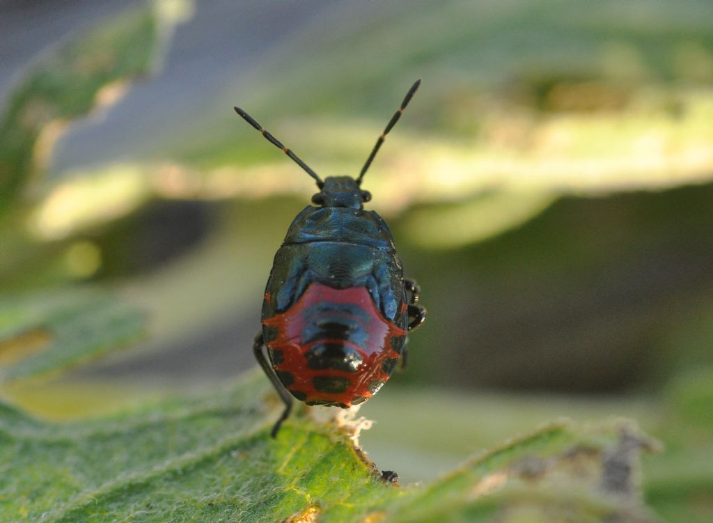 Pentatomidae: ninfa di Zicrona caerulea