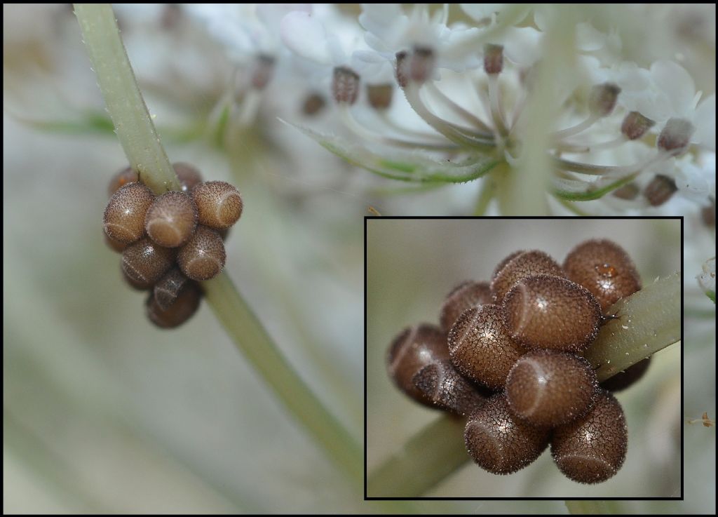 uova di Pentatomidae: cfr. Carpocoris sp.