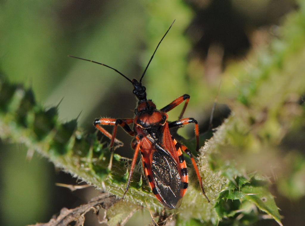 Reduviidae:Rhinocoris sp. (R. iracundus o R. rubricus)