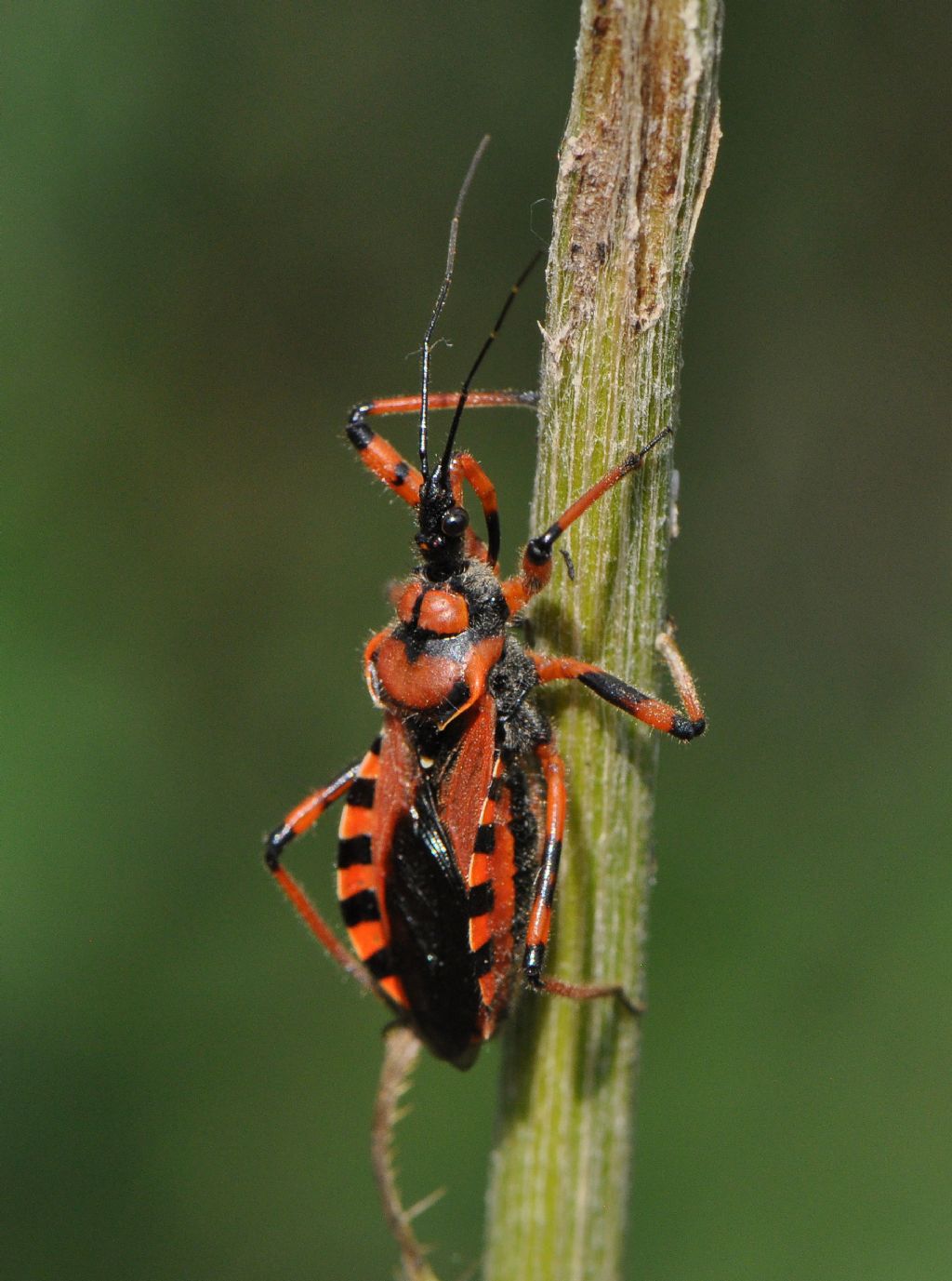 Reduviidae:Rhinocoris sp. (R. iracundus o R. rubricus)