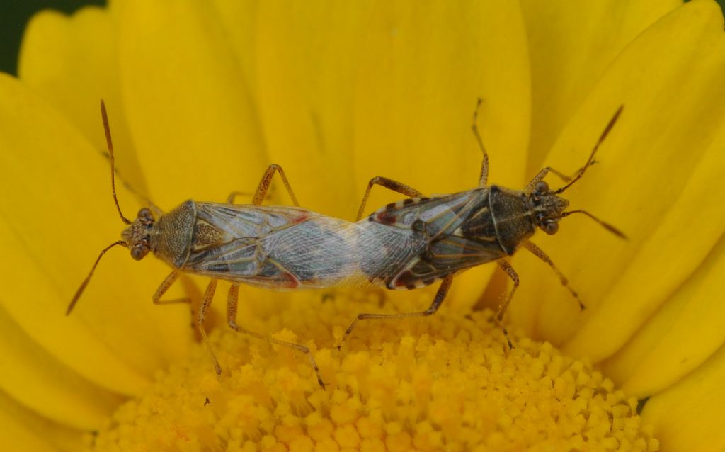 Rhopalidae:  Liorhyssus hyalinus