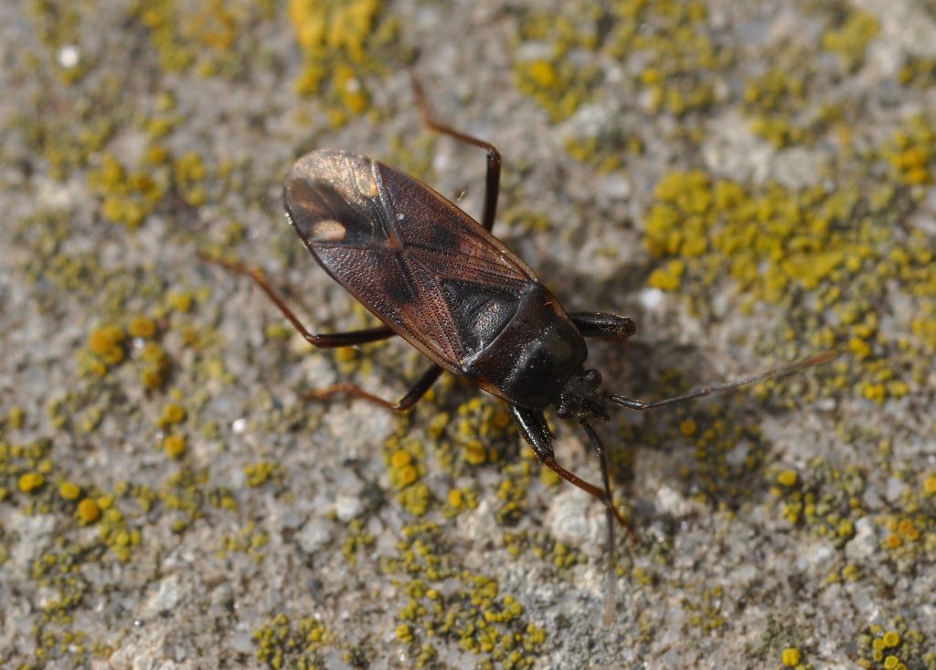 Lygaeidae:  Rhyparochromus ?  No, Eremocoris fenestratus