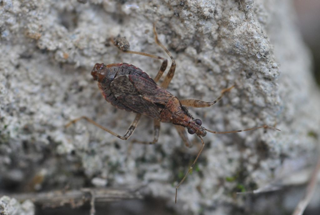 Nabidae: Himacerus mirmicoides, maschio