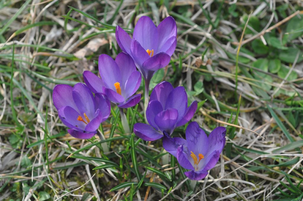 Crocus da id...Crocus neglectus