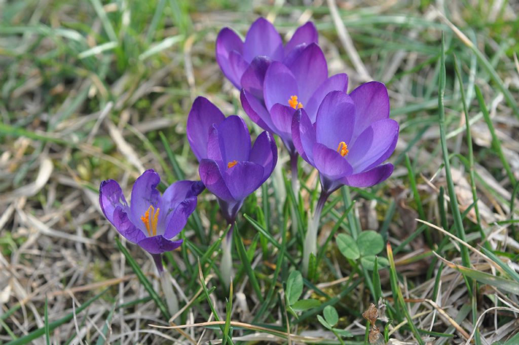 Crocus da id...Crocus neglectus