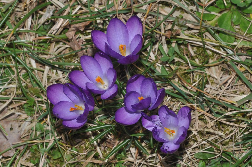 Crocus da id...Crocus neglectus