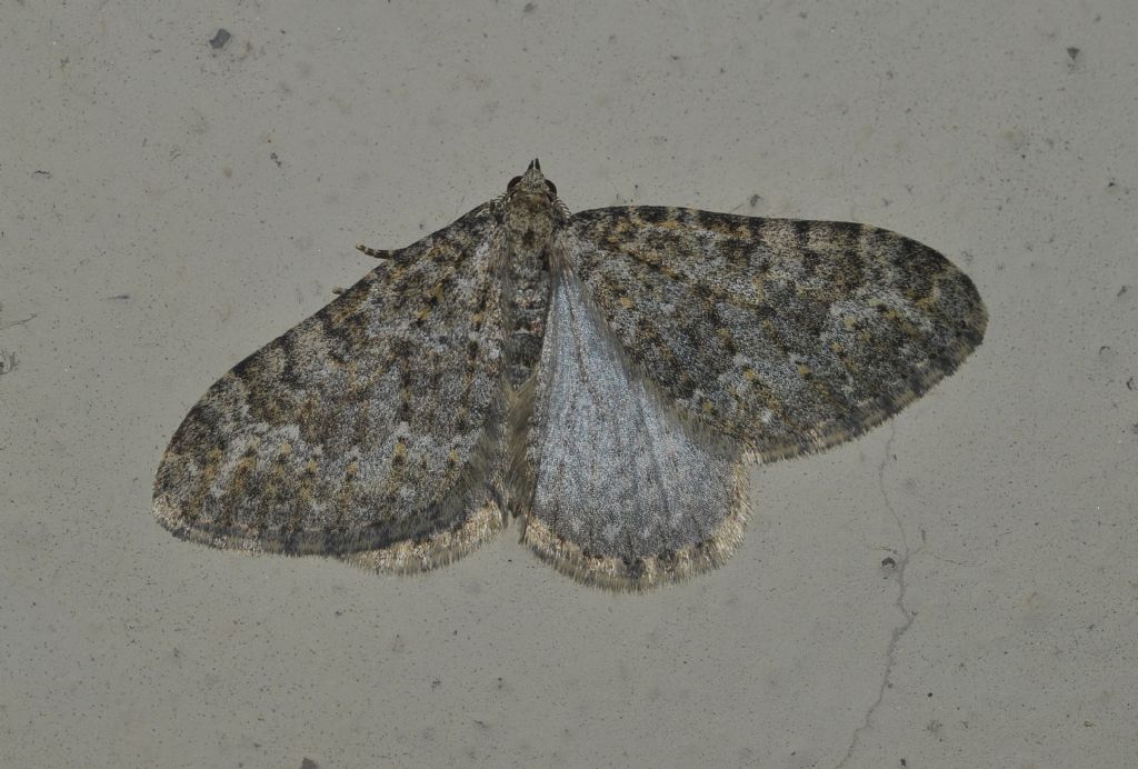 Geometridae da id (2)