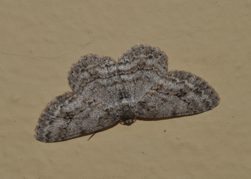 Geometridae da id (3) - Ectropis crepuscularia