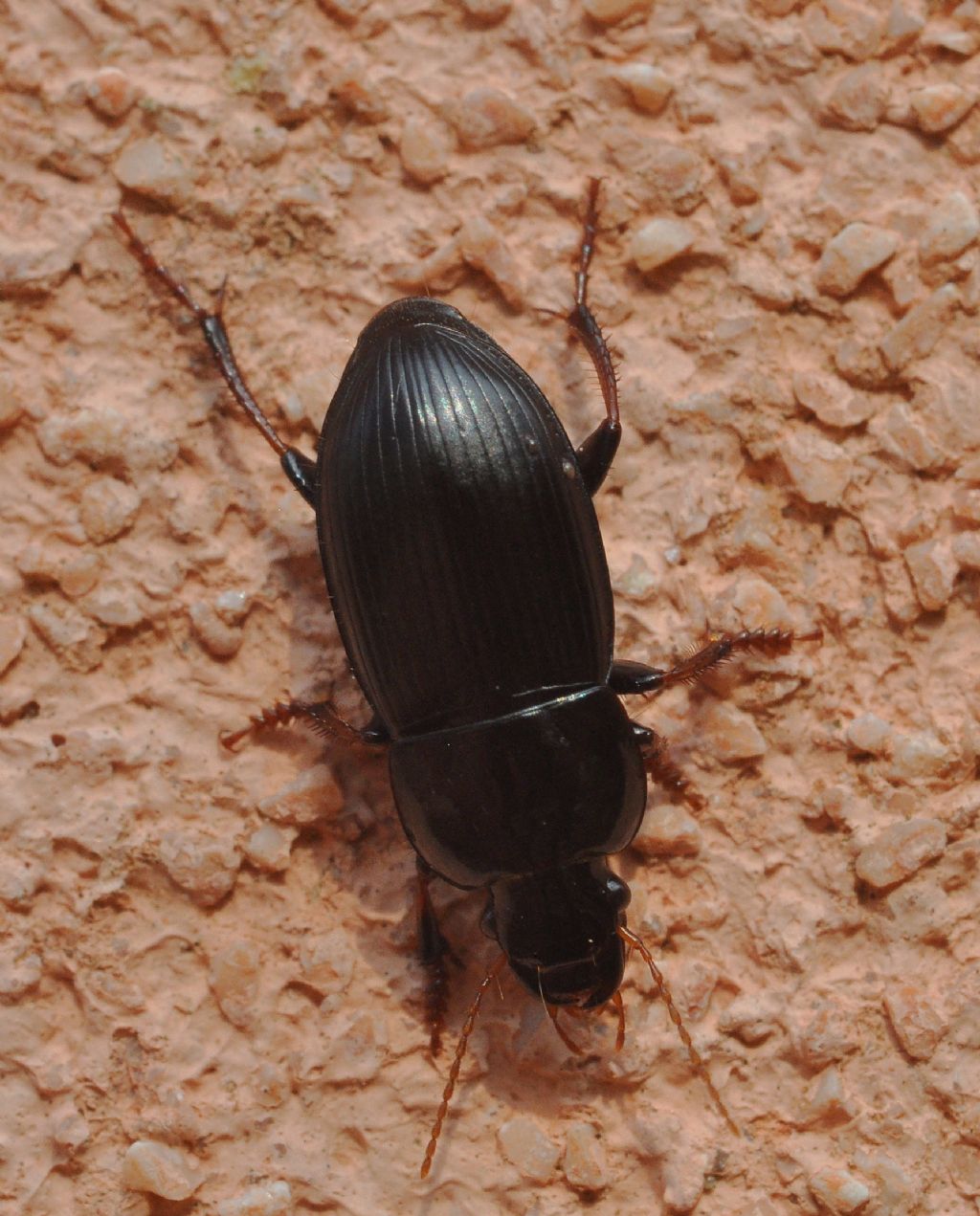 Carabidae da id