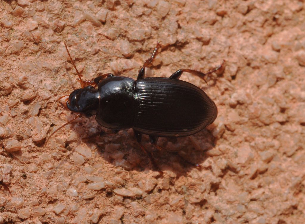 Carabidae da id