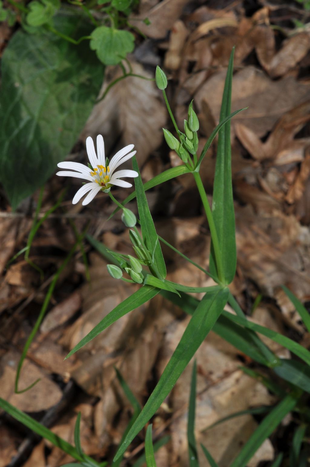 Rabelera holostea (=Stellaria holostea) / Centocchio garofanina