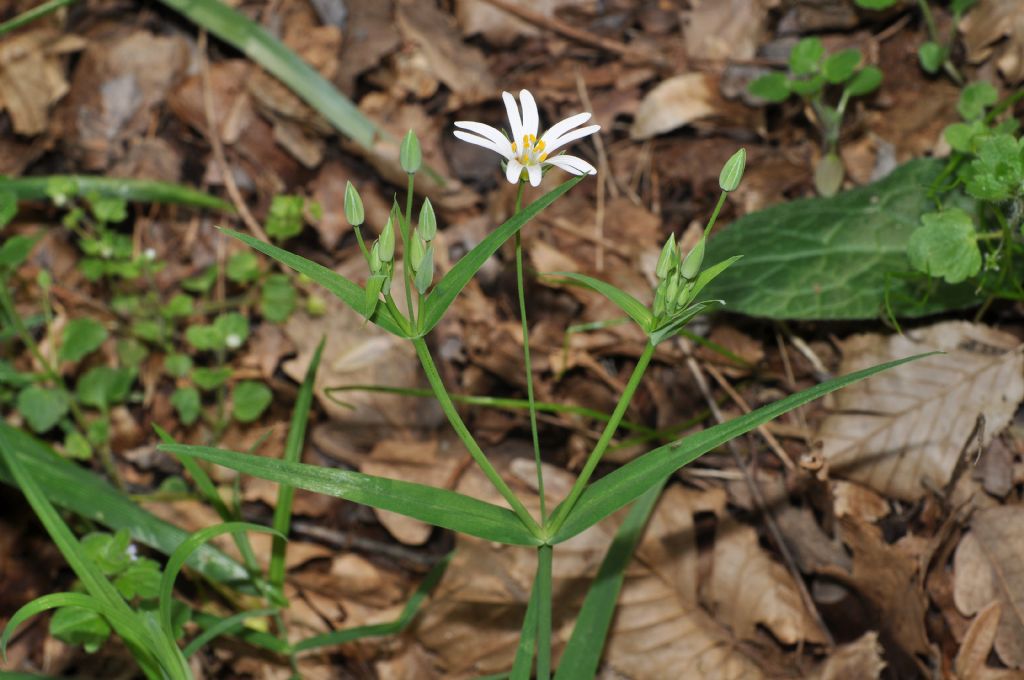 Rabelera holostea (=Stellaria holostea) / Centocchio garofanina