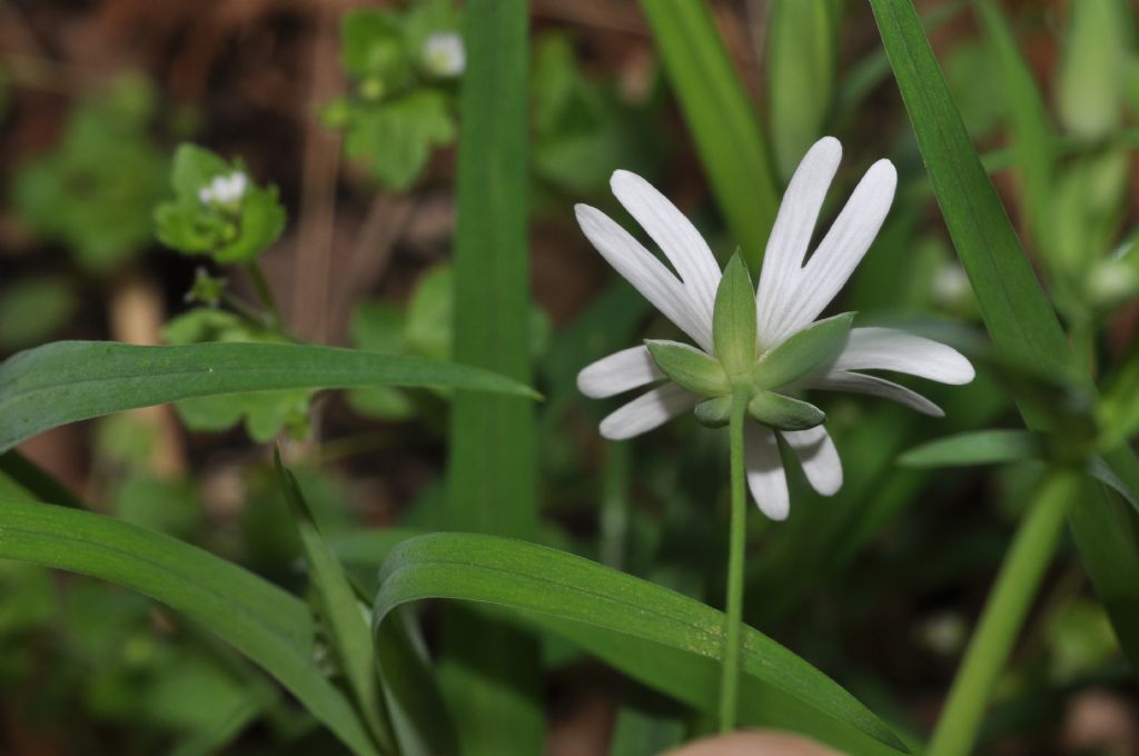 Rabelera holostea (=Stellaria holostea) / Centocchio garofanina