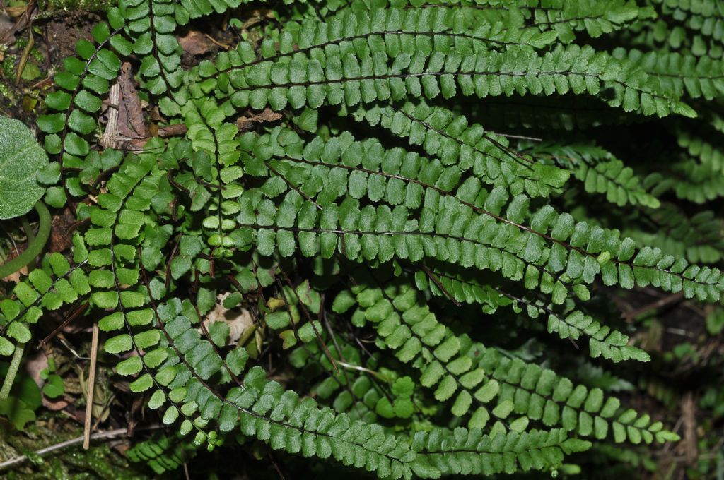 Asplenium trichomanes  subsp. quadrivalens