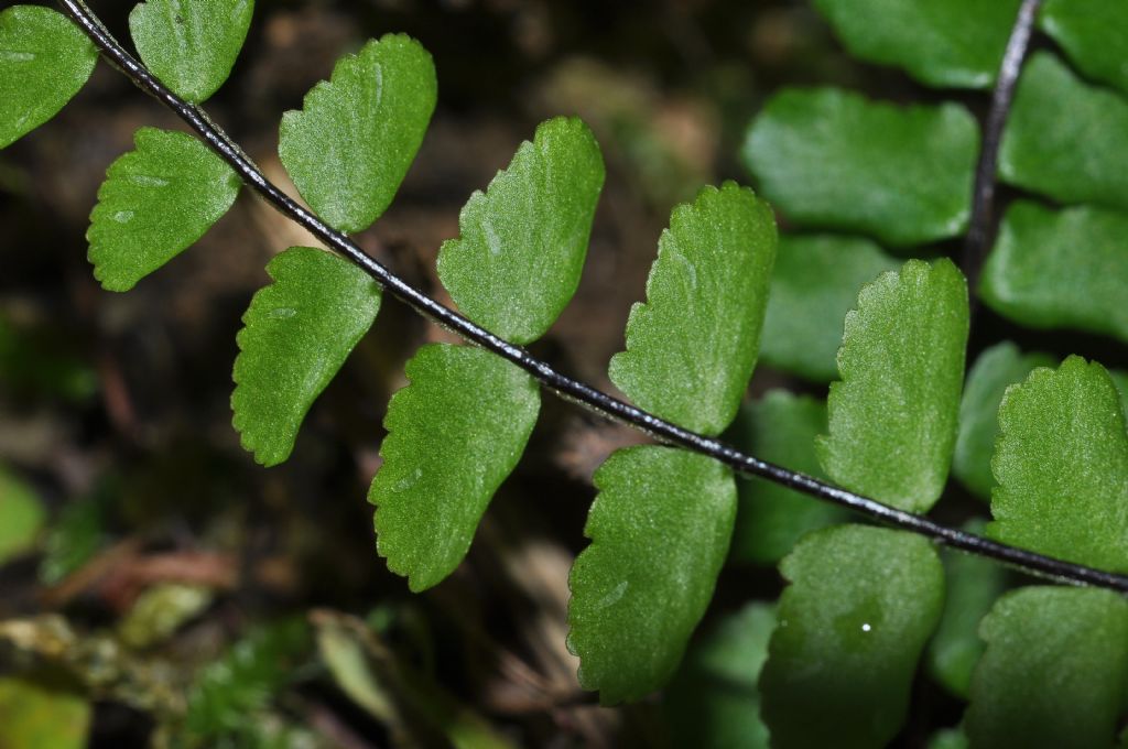 Asplenium trichomanes  subsp. quadrivalens