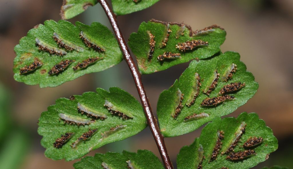 Asplenium trichomanes  subsp. quadrivalens