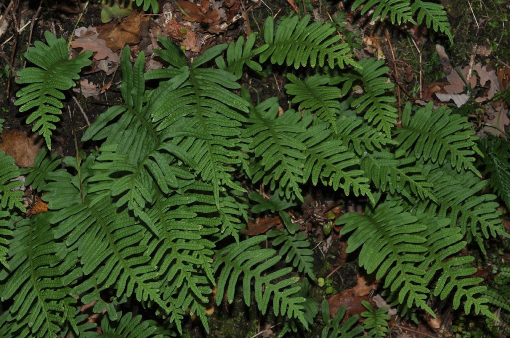 Polypodium interjectum / Polipodio sottile