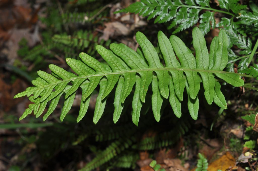 Polypodium interjectum / Polipodio sottile