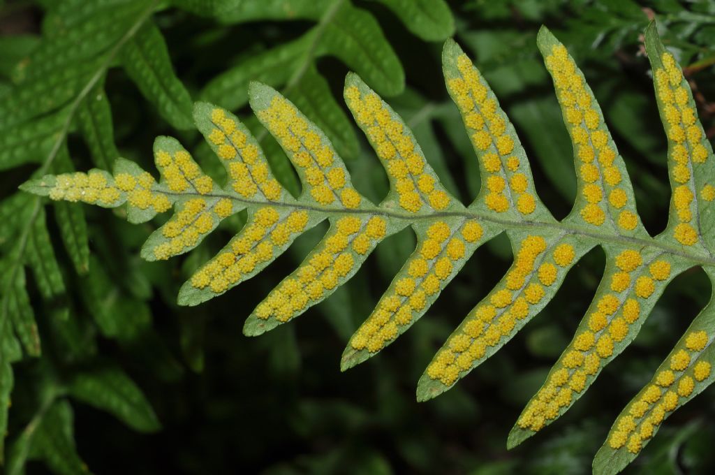 Polypodium interjectum / Polipodio sottile