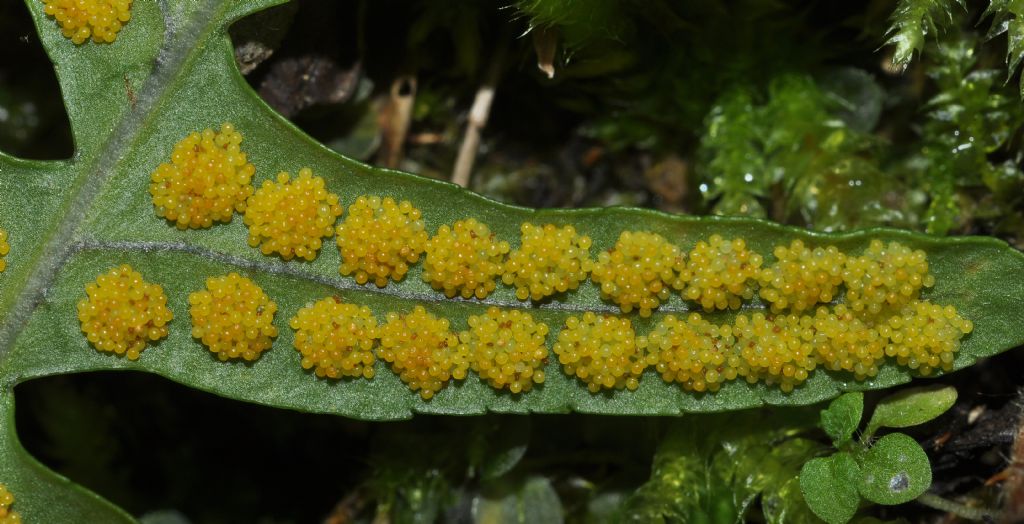 Polypodium interjectum / Polipodio sottile