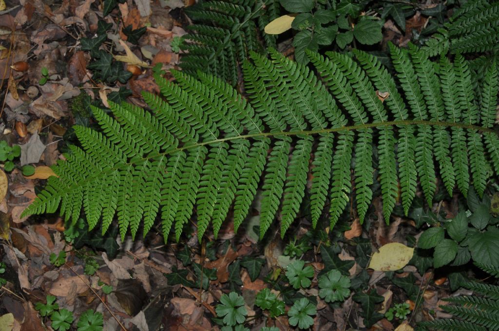 Polystichum setiferum / Felce setifera