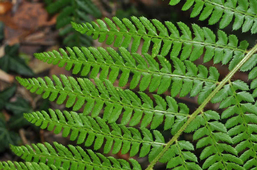 Polystichum setiferum / Felce setifera