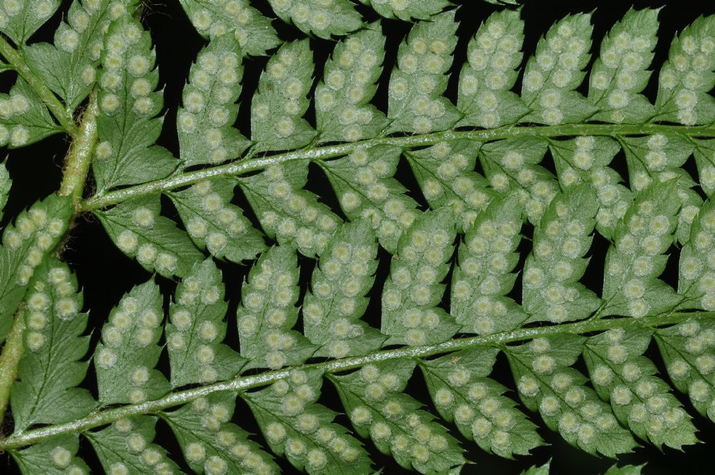 Polystichum setiferum / Felce setifera