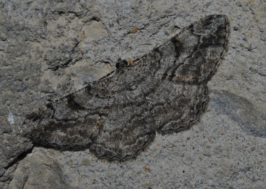 Geometridae da id (4) - Peribatodes rhomboidaria