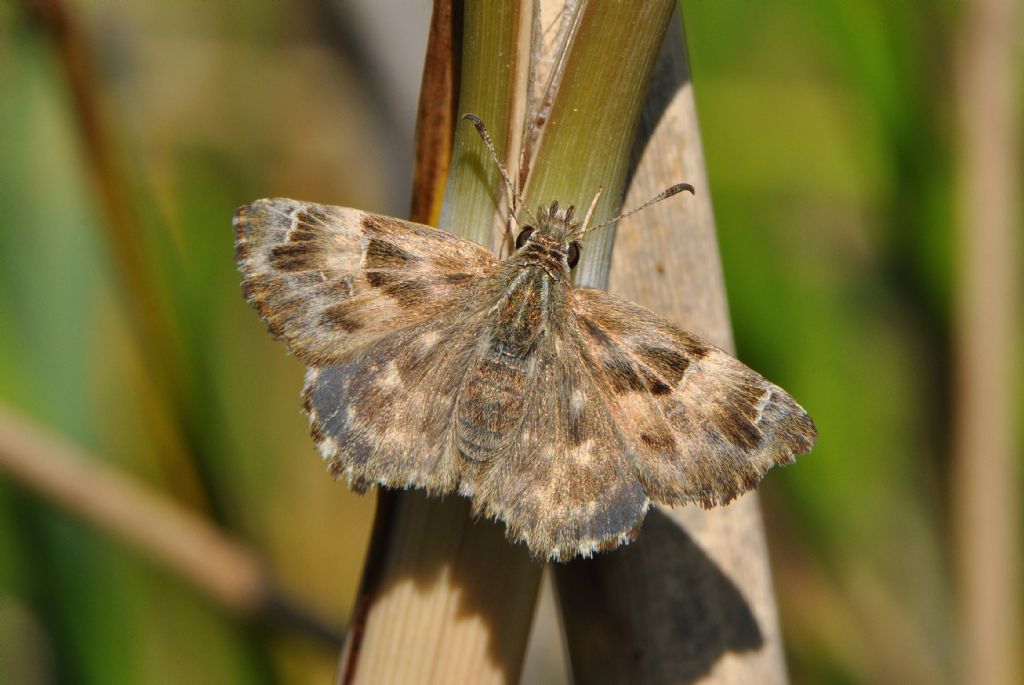 Hesperiidae da id