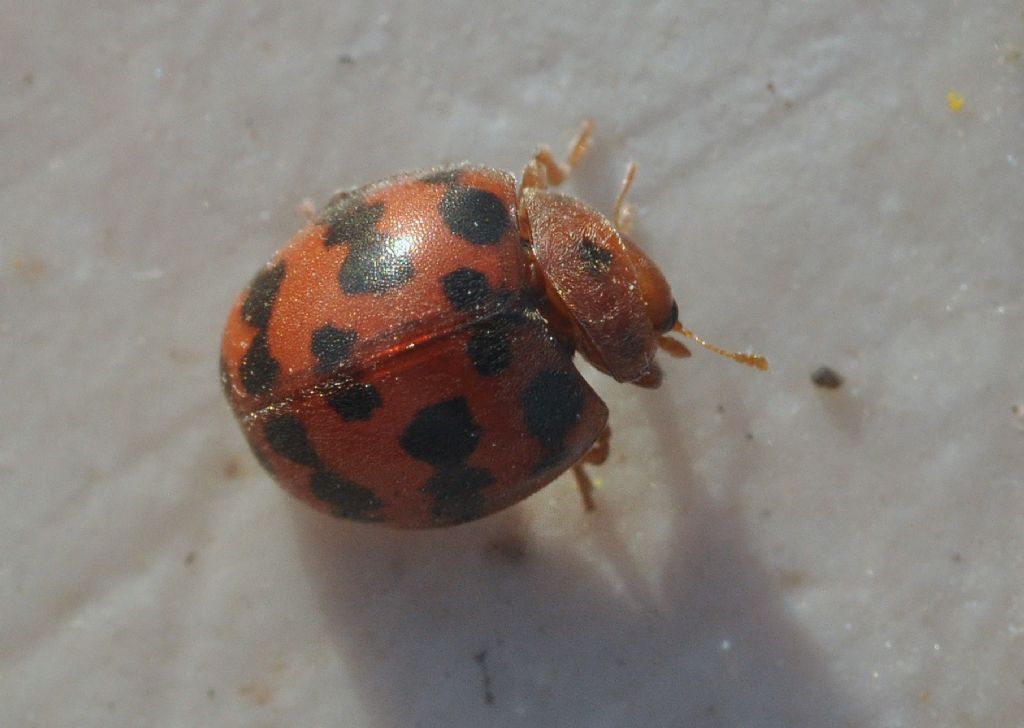 Coccinellidae: Subcoccinella vigintiquatuorpunctata