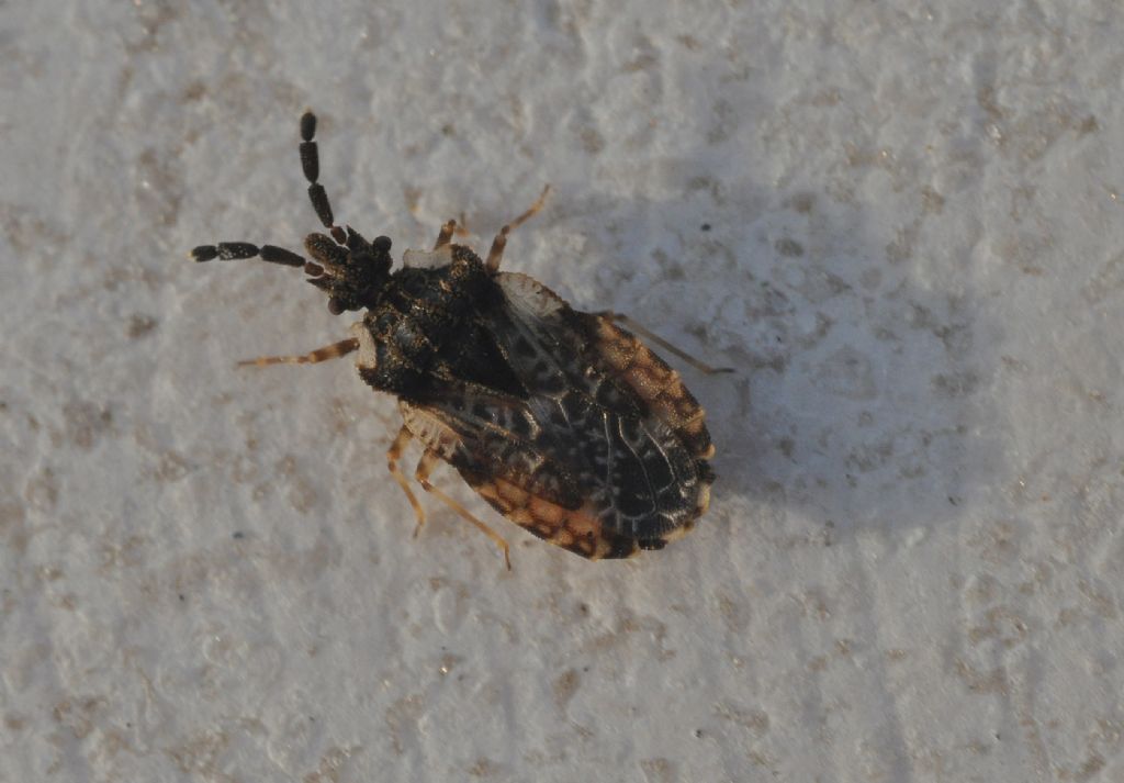 Aradidae: Aradus depressus