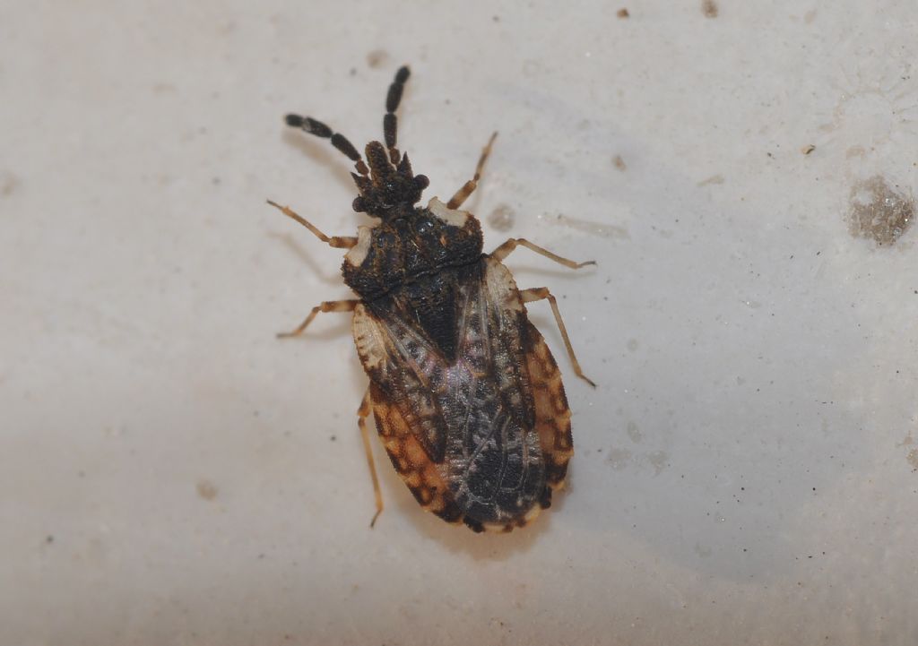 Aradidae: Aradus depressus