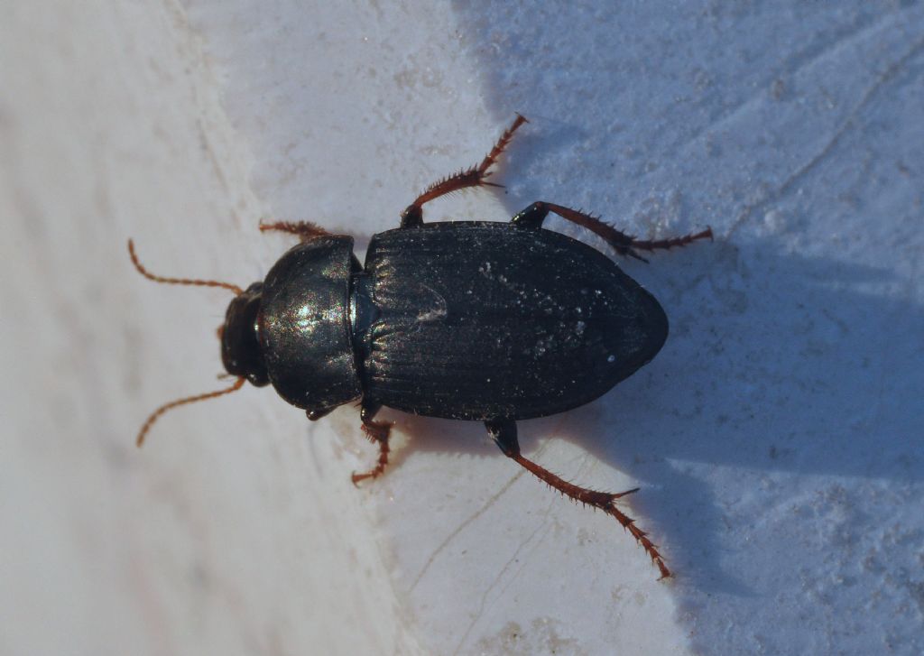 Carabidae: Harpalus cfr. tardus, femmina