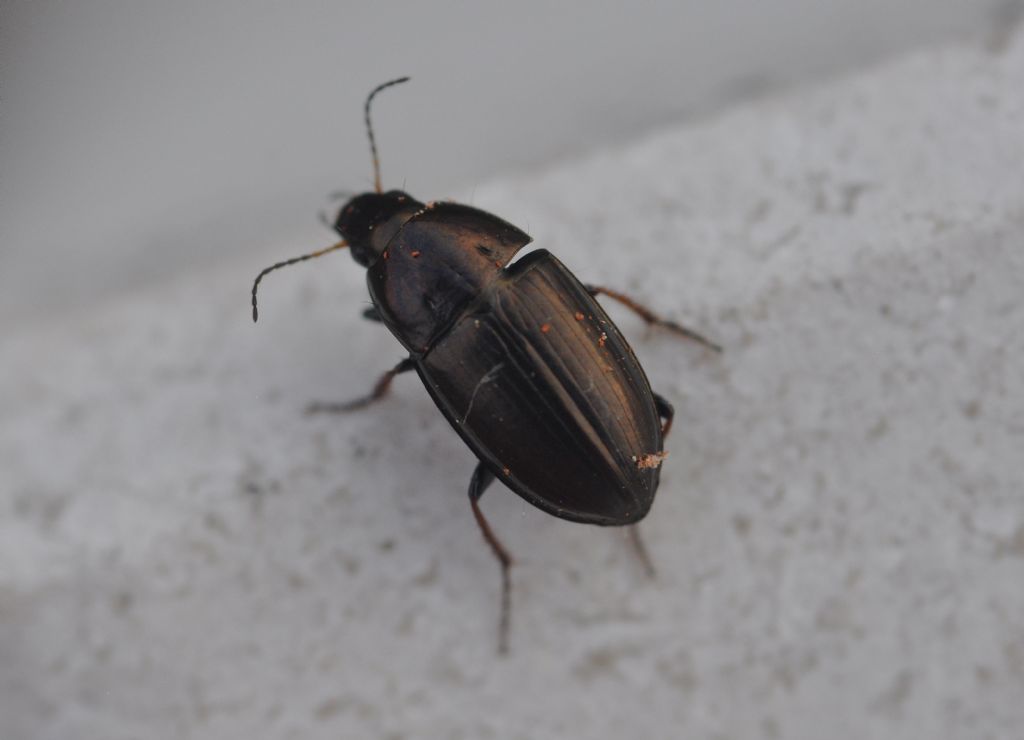 Carabidae da id: Amara aenea