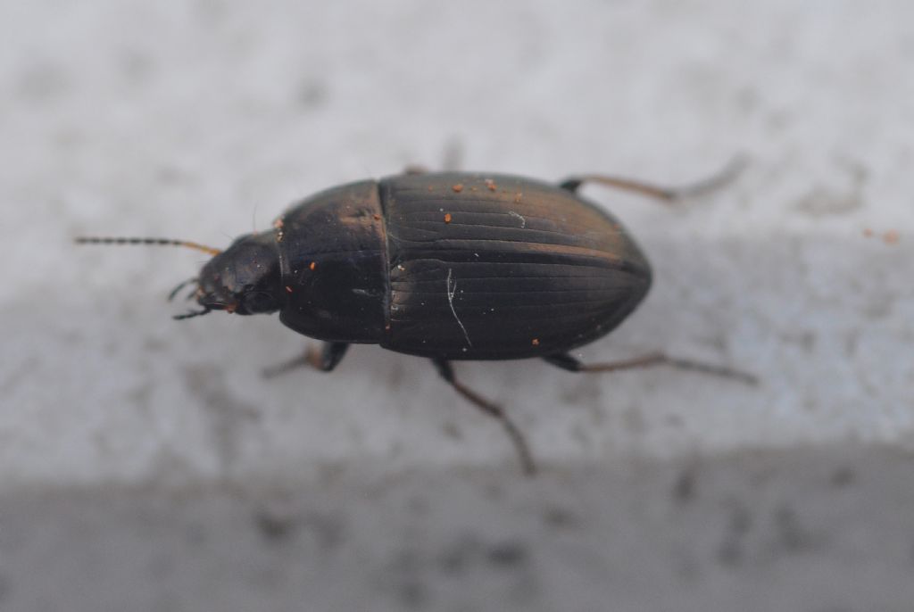 Carabidae da id: Amara aenea