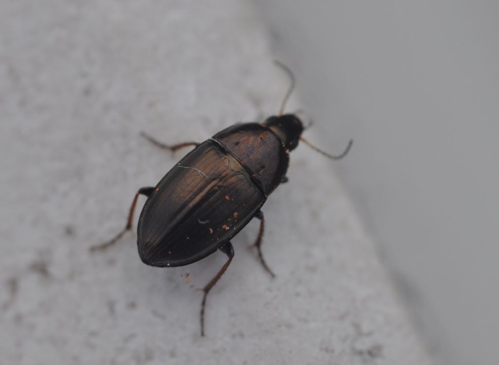 Carabidae da id: Amara aenea