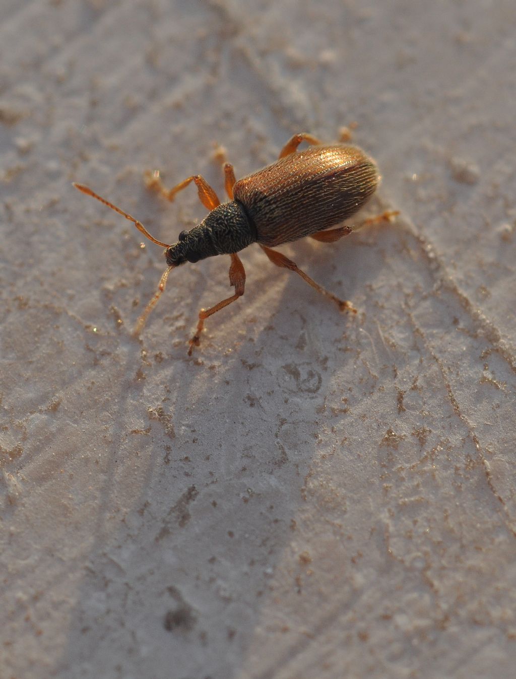 Curculionidae: Phyllobius oblongus