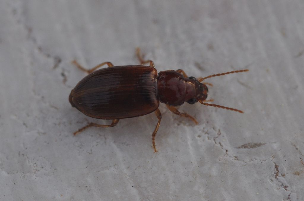 Carabidae: Bradycellus distinctus