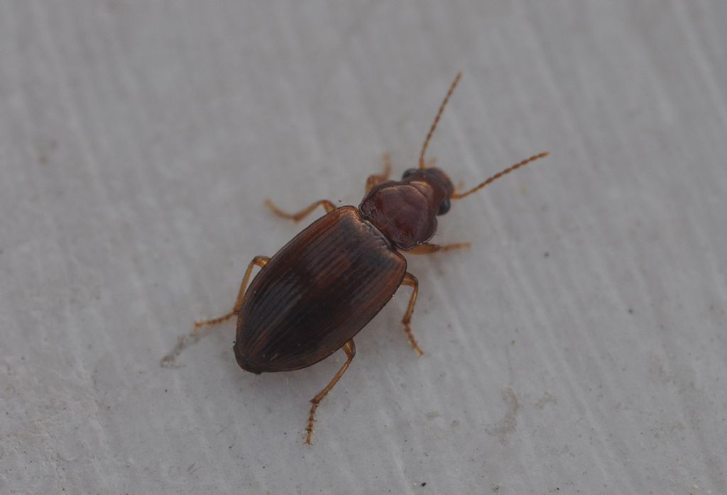 Carabidae: Bradycellus distinctus