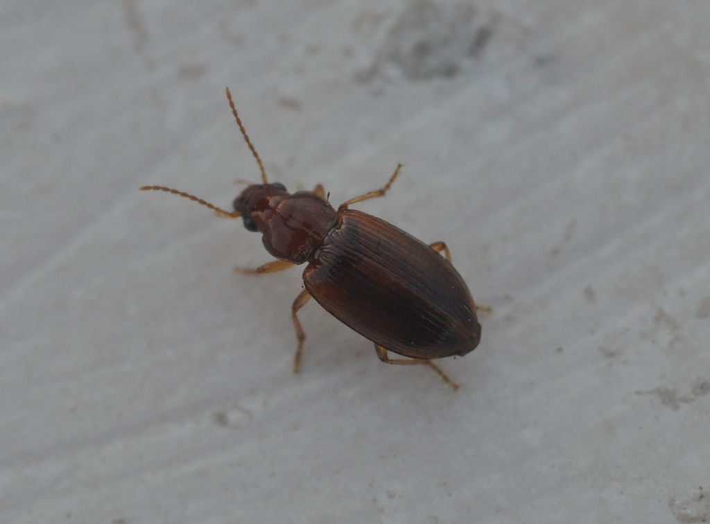 Carabidae: Bradycellus distinctus
