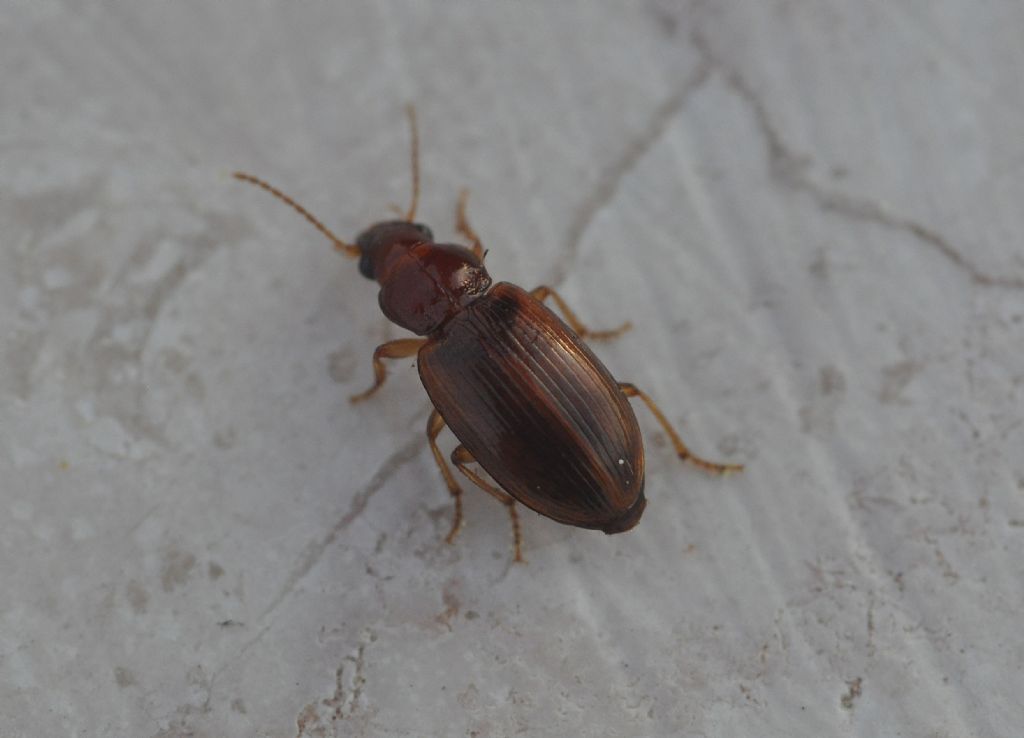 Carabidae: Bradycellus distinctus
