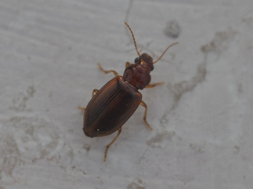 Carabidae: Bradycellus distinctus