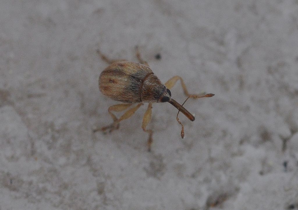 Apionidae?  No, Nanophyidae: Allomalia quadrivirgata