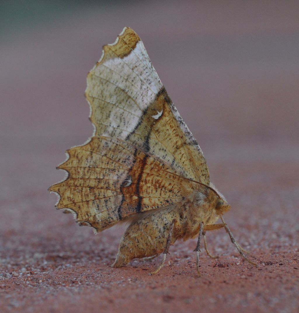 da identificare - Selenia lunularia, Geometridae