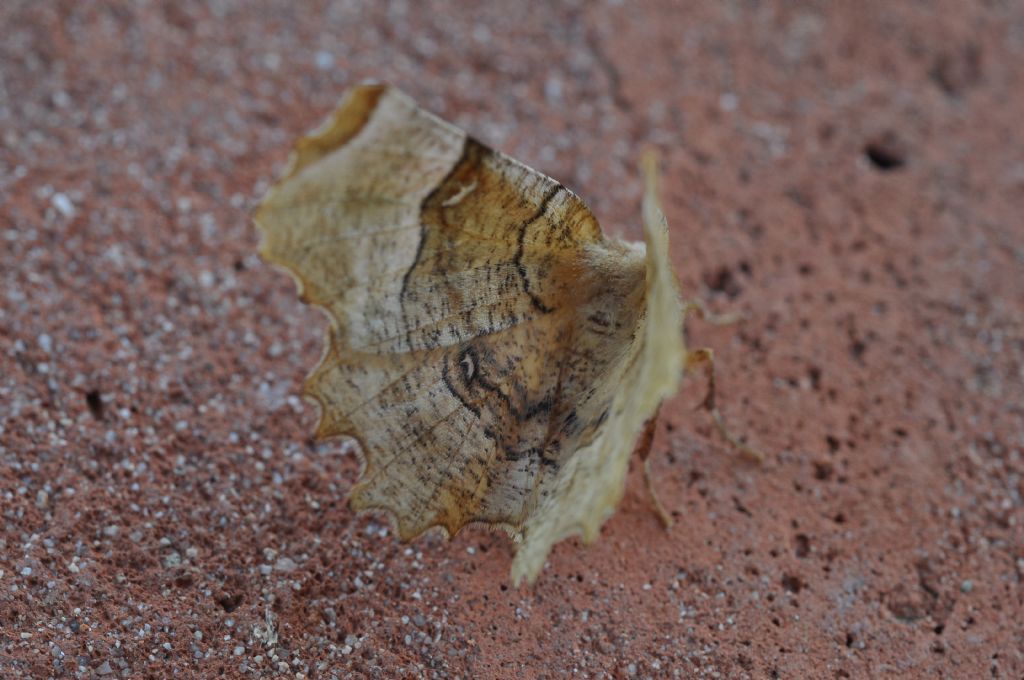 da identificare - Selenia lunularia, Geometridae